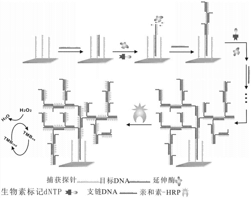 一种基于末端延伸酶构建超分子DNA网的方法及其在DNA检测中的应用